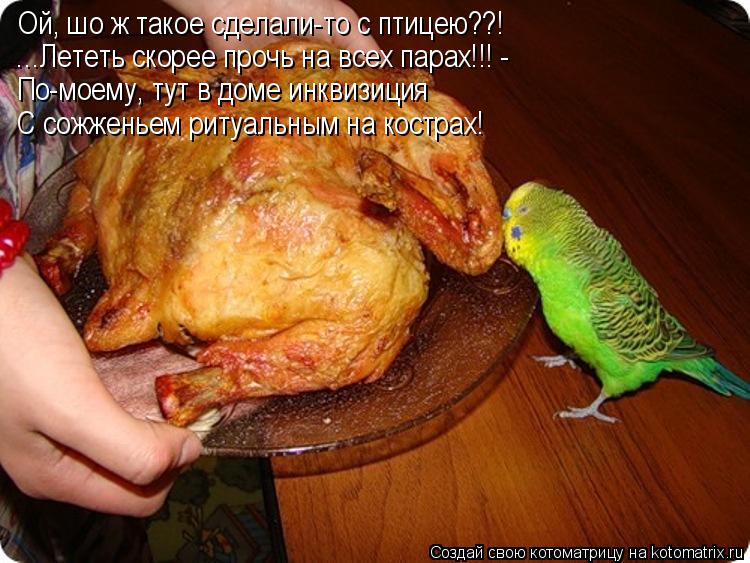 Котоматрица: Ой, шо ж такое сделали-то с птицею??! …Лететь скорее прочь на всех парах!!! - По-моему, тут в доме инквизиция С сожженьем ритуальным на кострах!