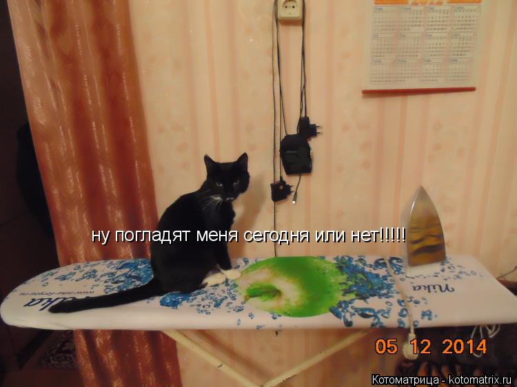 Котоматрица: ну погладят меня сегодня или нет!!!!!