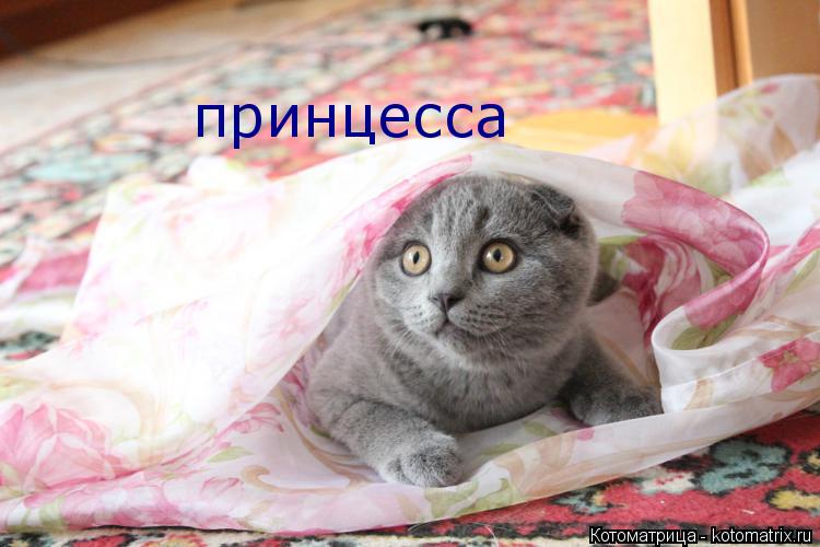 Котоматрица: принцесса