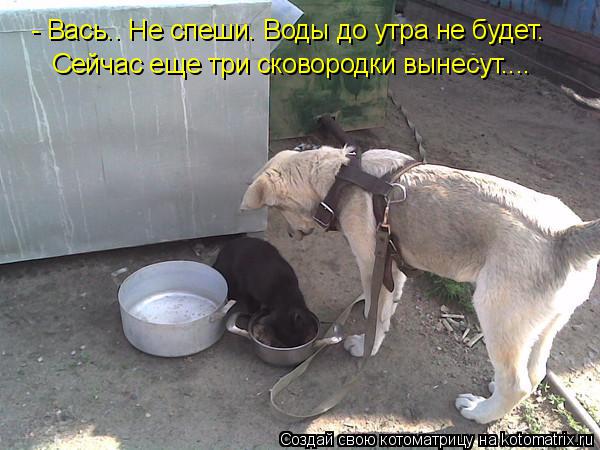 Котоматрица: - Вась.. Не спеши. Воды до утра не будет. Сейчас еще три сковородки вынесут....