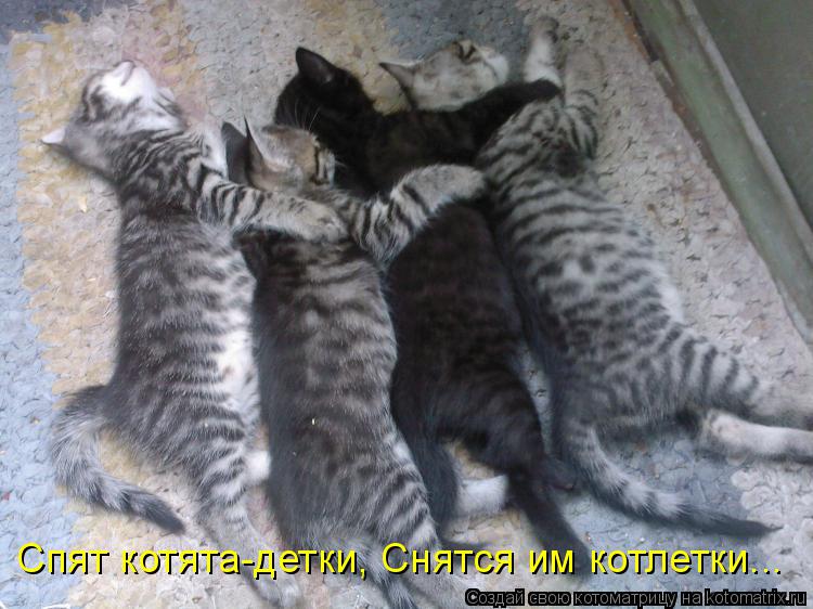 Котоматрица: Спят котята-детки, Снятся им котлетки...