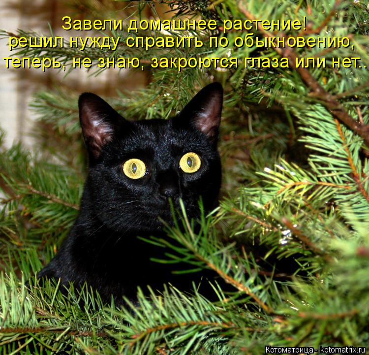 Котоматрица: Завели домашнее растение! решил нужду справить по обыкновению,  теперь, не знаю, закроются глаза или нет...
