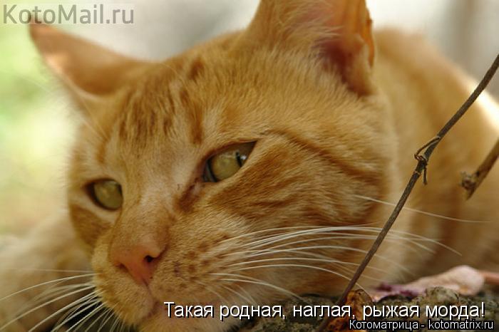 Котоматрица: Такая родная, наглая, рыжая морда!