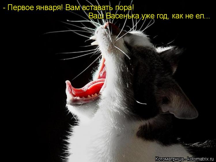 Котоматрица: - Первое января! Вам вставать пора! Ваш Васенька уже год, как не ел...