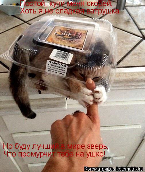 Постой, купи меня скорей, Хоть я не сладкая ватрушка Но буду лучший в мире зверь, Что промурчит тебе ... Котоматрица: Постой, купи меня скорей, Хоть я не сладкая ватрушка Но буду лучший в мире зверь, Что промурчит тебе на ушко!