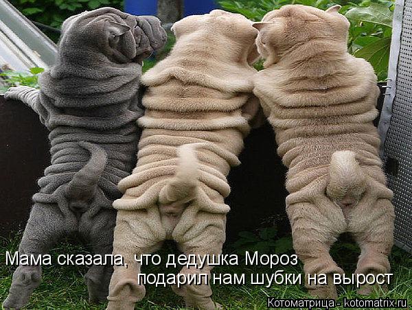 Мама сказала, что дедушка Мороз подарил нам шубки на вырост... Котоматрица: Мама сказала, что дедушка Мороз подарил нам шубки на вырост