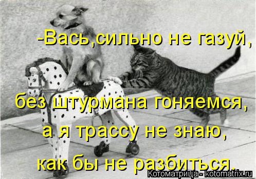 -Вась,сильно не газуй, без штурмана гоняемся, а я трассу не знаю, как бы не разбиться.... Котоматрица: -Вась,сильно не газуй, без штурмана гоняемся, а я трассу не знаю, как бы не разбиться.