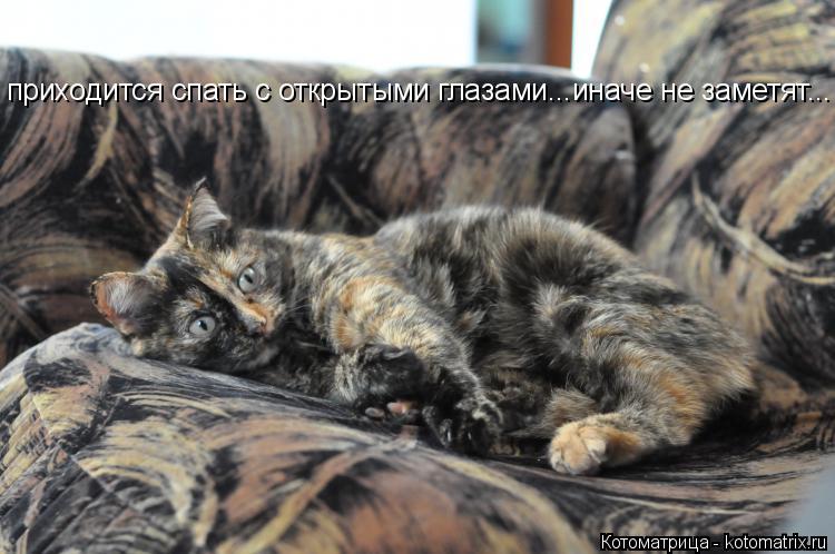 приходится спать с открытыми глазами...иначе не заметят...... Котоматрица: приходится спать с открытыми глазами...иначе не заметят...