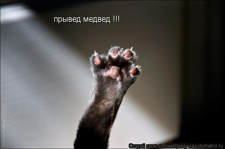 Котоматрица: прывед медвед !!!