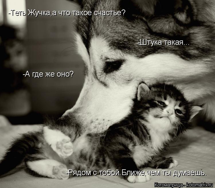 Котоматрица: -Рядом с тобой.Ближе,чем ты думаешь. -Теть Жучка,а что такое счастье? -Штука такая... -А где же оно?