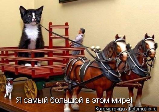 Котоматрица: Я самый большой в этом мире!