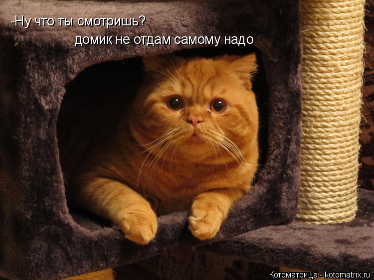Котоматрица: -Ну что ты смотришь? домик не отдам самому надо