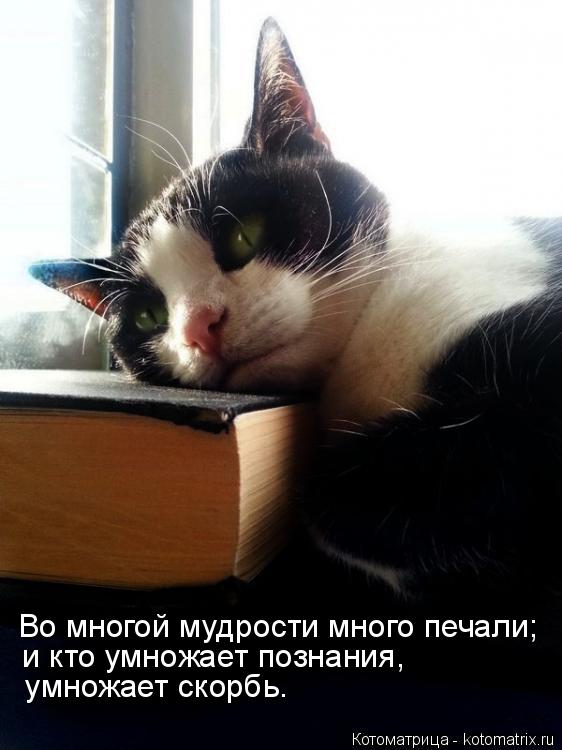 Котоматрица: Во многой мудрости много печали;   и кто умножает познания,   умножает скорбь.