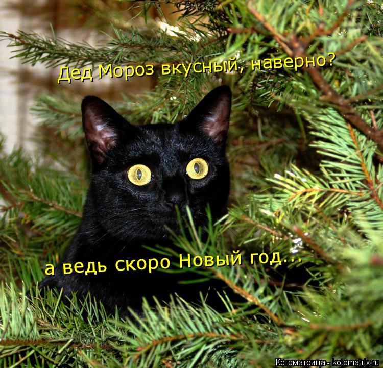 Котоматрица: Дед Мороз вкусный, наверно? а ведь скоро Новый год...