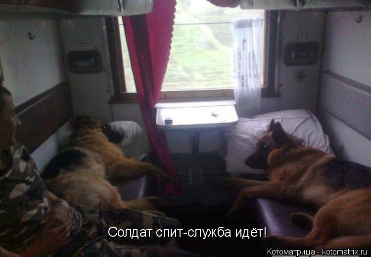 Котоматрица: Солдат спит-служба идёт!