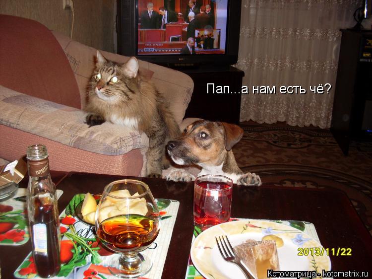 Котоматрица: Пап...а нам есть чё?