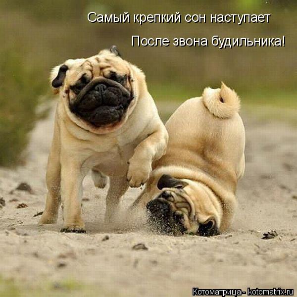 Самый крепкий сон наступает После звона будильника!... Котоматрица: Самый крепкий сон наступает После звона будильника!