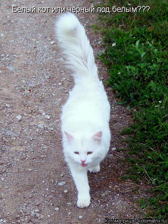 Котоматрица: Белый кот или чёрный под белым???