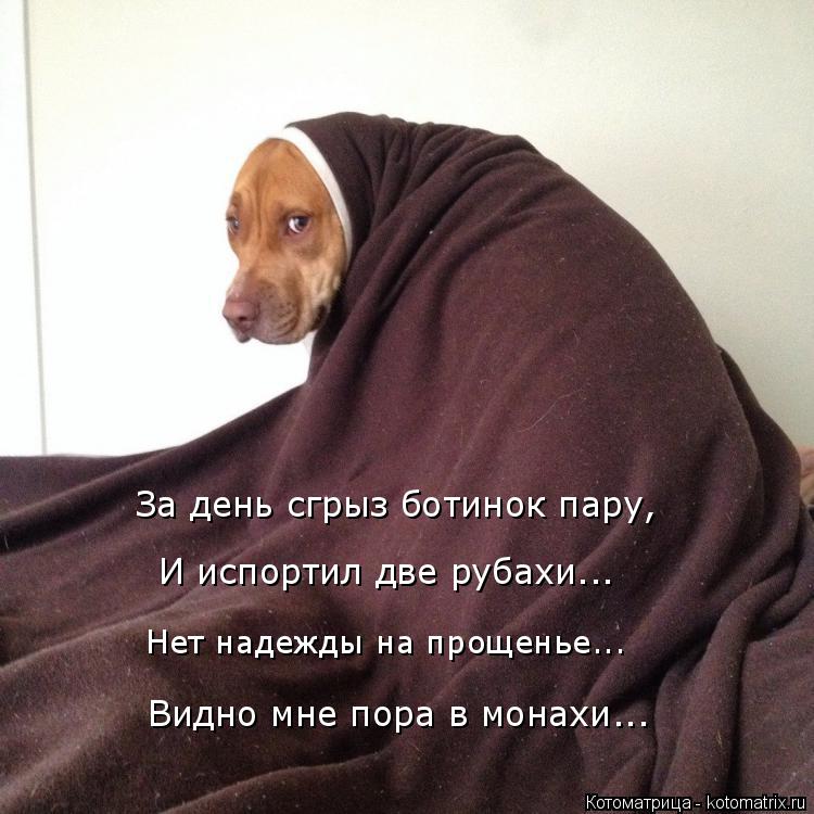 Чтож Нет надежды на прощенье... Видно мне пора в монахи... За день сгрыз ботинок пару, И испортил дв... Котоматрица: Чтож Нет надежды на прощенье... Видно мне пора в монахи... За день сгрыз ботинок пару, И испортил две рубахи...
