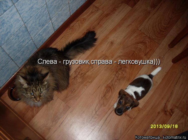 Котоматрица: Слева - грузовик,справа - легковушка)))
