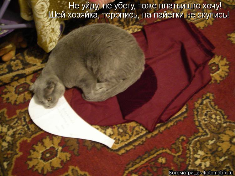 Котоматрица: Не уйду, не убегу, тоже платьишко хочу!   Шей хозяйка, торопись, на пайетки не скупись!