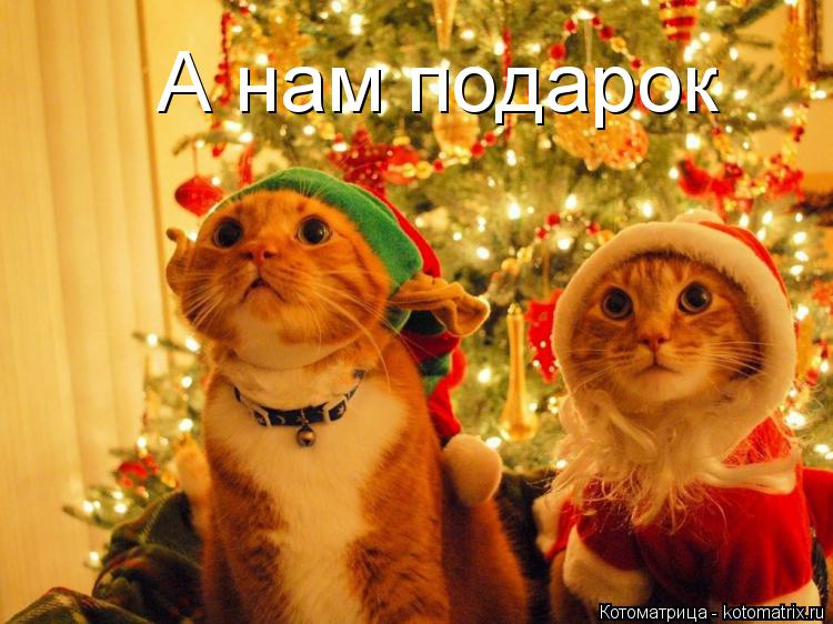 А нам подарок... Котоматрица: А нам подарок