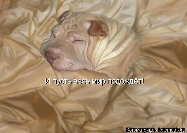 И пусть весь мир подождёт!... Котоматрица: И пусть весь мир подождёт!