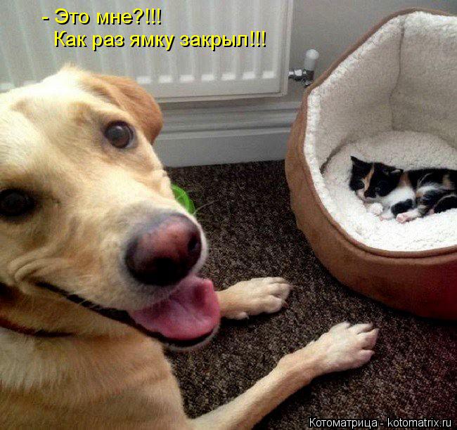 - Это мне?!!! Как раз ямку закрыл!!!... Котоматрица: - Это мне?!!! Как раз ямку закрыл!!!