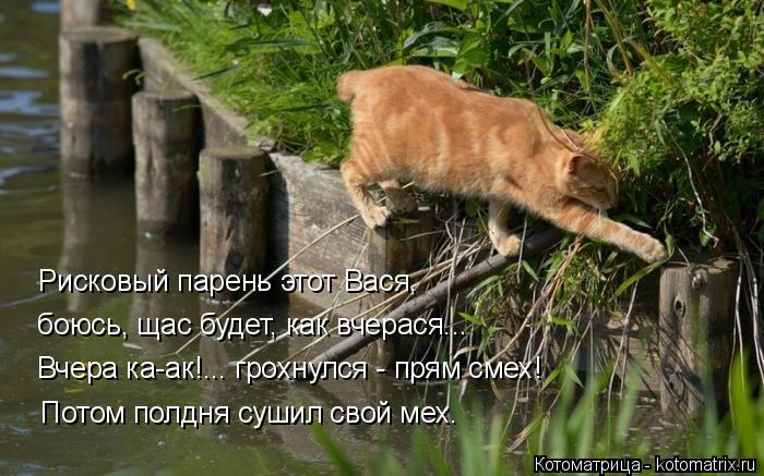 Рисковый парень этот Вася, боюсь, щас будет, как вчерася... Вчера ка-ак!... грохнулся - прям смех! По... Котоматрица: Рисковый парень этот Вася, боюсь, щас будет, как вчерася... Вчера ка-ак!... грохнулся - прям смех! Потом полдня сушил свой мех.