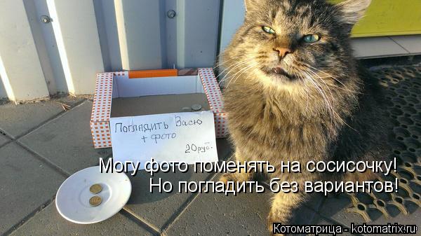 Могу фото поменять на сосисочку! Но погладить без вариантов!... Котоматрица: Могу фото поменять на сосисочку! Но погладить без вариантов!