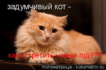 Котоматрица: задумчивый кот - как встретить новый год???