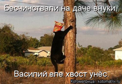 Бесчинствали на даче внуки, Василий еле хвост унёс.... Котоматрица: Бесчинствали на даче внуки, Василий еле хвост унёс.