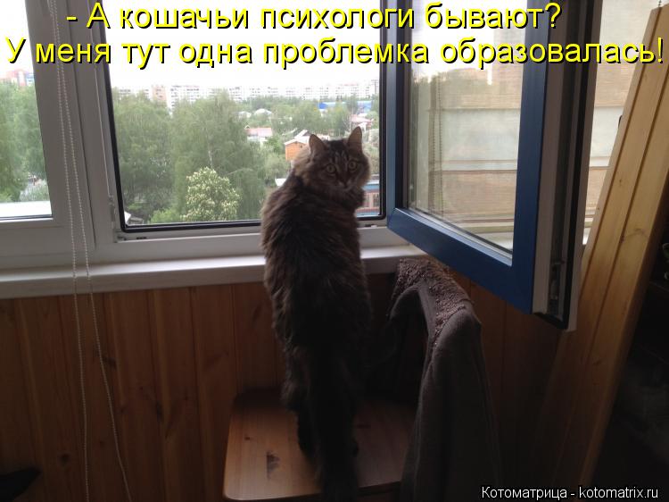 - А кошачьи психологи бывают? У меня тут одна проблемка образовалась!... Котоматрица: - А кошачьи психологи бывают? У меня тут одна проблемка образовалась!