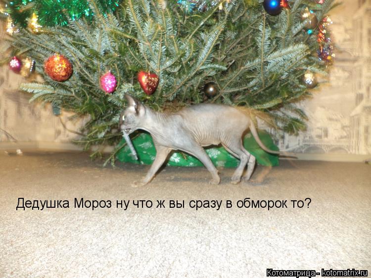 Дедушка Мороз ну что ж вы сразу в обморок то?... Котоматрица: Дедушка Мороз ну что ж вы сразу в обморок то?