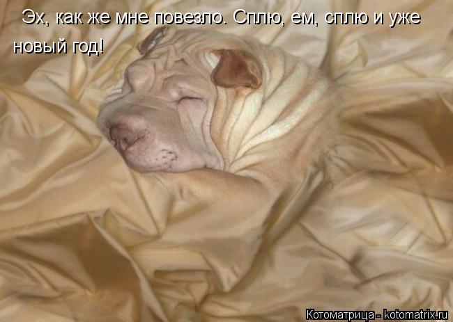 Эх, как же мне повезло. Сплю, ем, сплю и уже новый год!... Котоматрица: Эх, как же мне повезло. Сплю, ем, сплю и уже новый год!