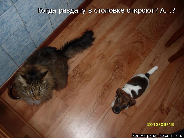 Котоматрица: Когда раздачу в столовке откроют? А...?
