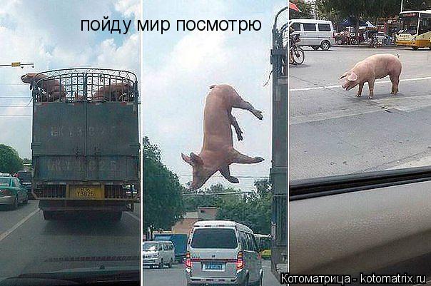 пойду мир посмотрю... Котоматрица: пойду мир посмотрю