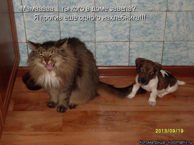 Мамааааа....ты кого в доме завела? Я против ешё одного нахлебника!!!... Котоматрица: Мамааааа....ты кого в доме завела? Я против ешё одного нахлебника!!!