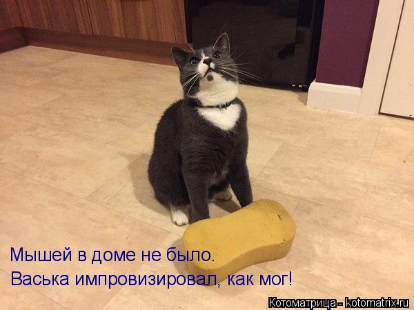 Мышей в доме не было. Васька импровизировал, как мог!... Котоматрица: Мышей в доме не было. Васька импровизировал, как мог!