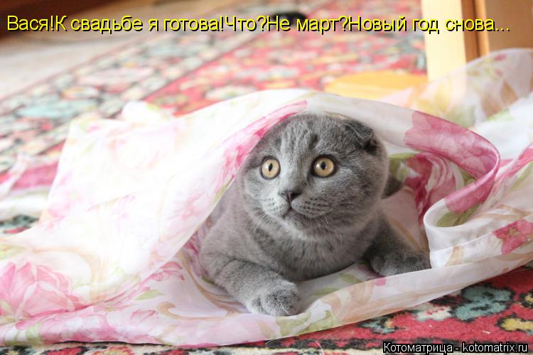 Вася!К свадьбе я готова!Что?Не март?Новый год снова...... Котоматрица: Вася!К свадьбе я готова!Что?Не март?Новый год снова...