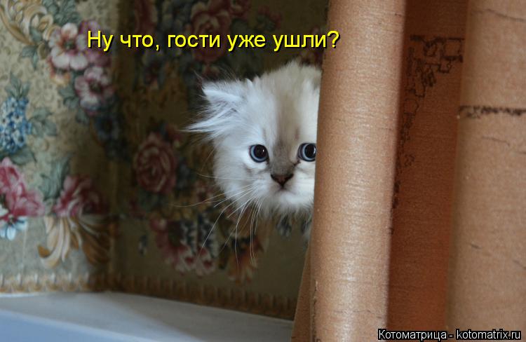 Ну что, гости уже ушли? Ну что, гости уже ушли?... Котоматрица: Ну что, гости уже ушли? Ну что, гости уже ушли?