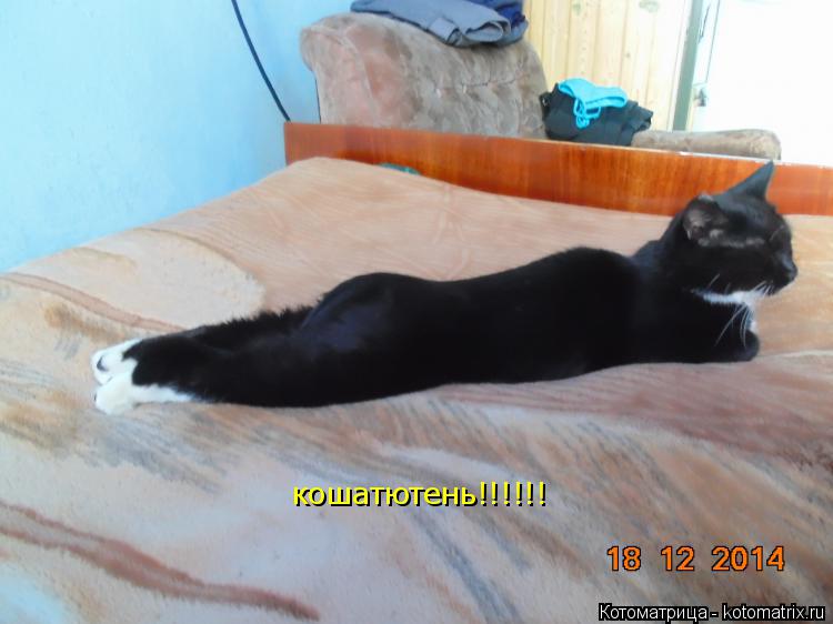 Котоматрица: кошатютень!!!!!!