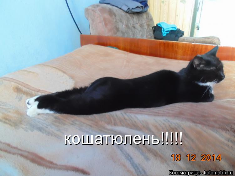 кошатюлень!!!!!... Котоматрица: кошатюлень!!!!!