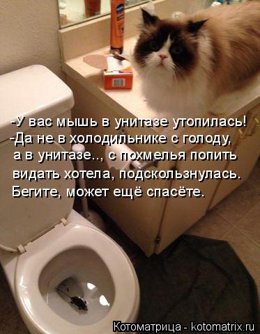 -У вас мышь в унитазе утопилась! -Да не в холодильнике с голоду, а в унитазе.., с похмелья попить в... Котоматрица: -У вас мышь в унитазе утопилась! -Да не в холодильнике с голоду, а в унитазе.., с похмелья попить видать хотела, подскользнулась. Бегите, може