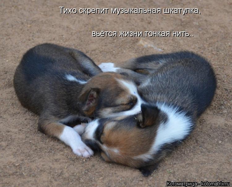 Котоматрица: Тихо скрепит музыкальная шкатулка, вьётся жизни тонкая нить..