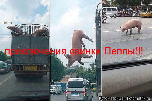 Котоматрица: приключения свинки Пеппы!!!