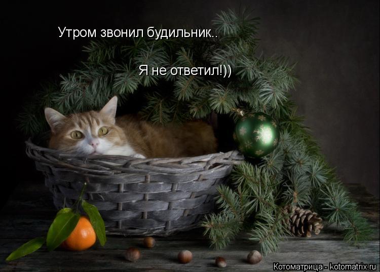 Утром звонил будильник.. Я не ответил!))... Котоматрица: Утром звонил будильник.. Я не ответил!))