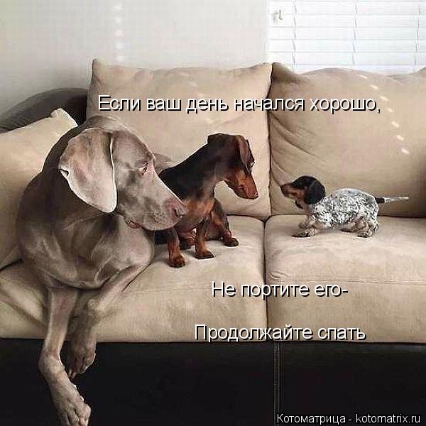 Если ваш день начался хорошо, Не портите его- Продолжайте спать... Котоматрица: Если ваш день начался хорошо, Не портите его- Продолжайте спать