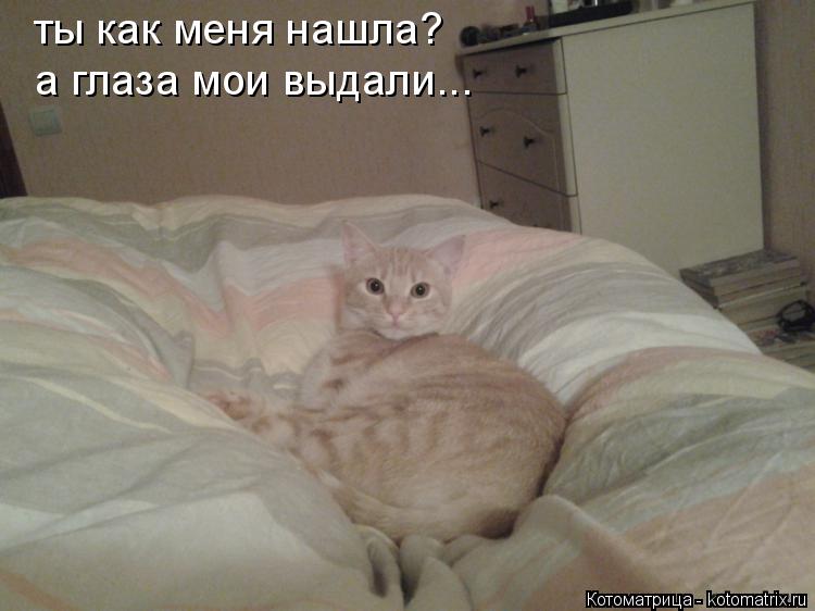 Котоматрица: ты как меня нашла? а глаза мои выдали...