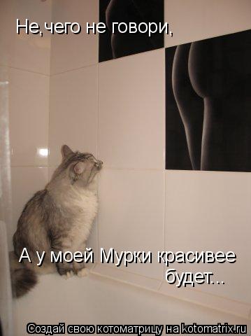 Не,чего не говори, А у моей Мурки красивее будет...... Котоматрица: Не,чего не говори, А у моей Мурки красивее будет...